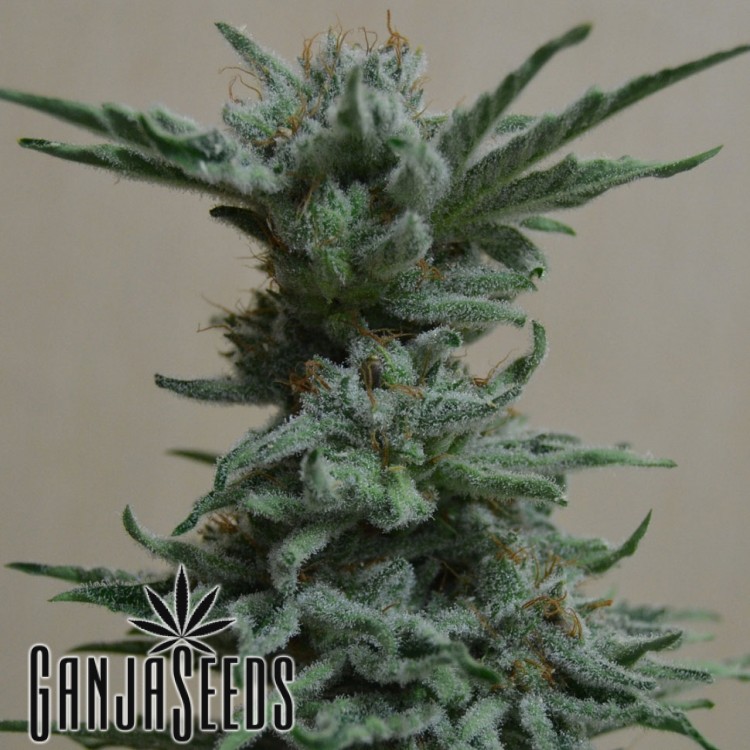 კანაფის კაკლები Black Russian Black Russian