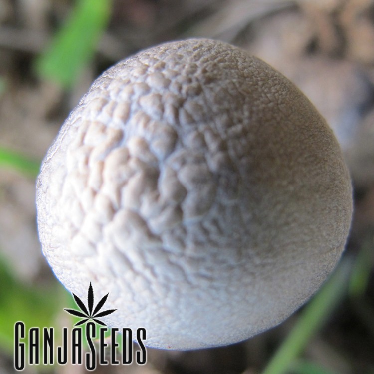 პსილოციბინური სოკოების ანაბეჭდები Panaeolus Tropicalis Panaeolus Tropicalis