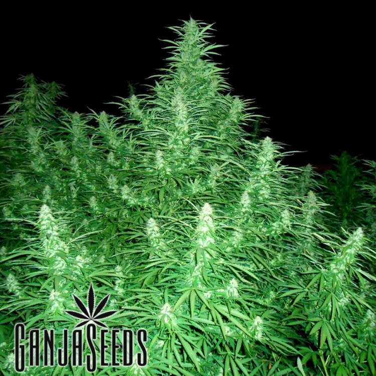 კანაფის კაკლები Early Skunk Early Skunk