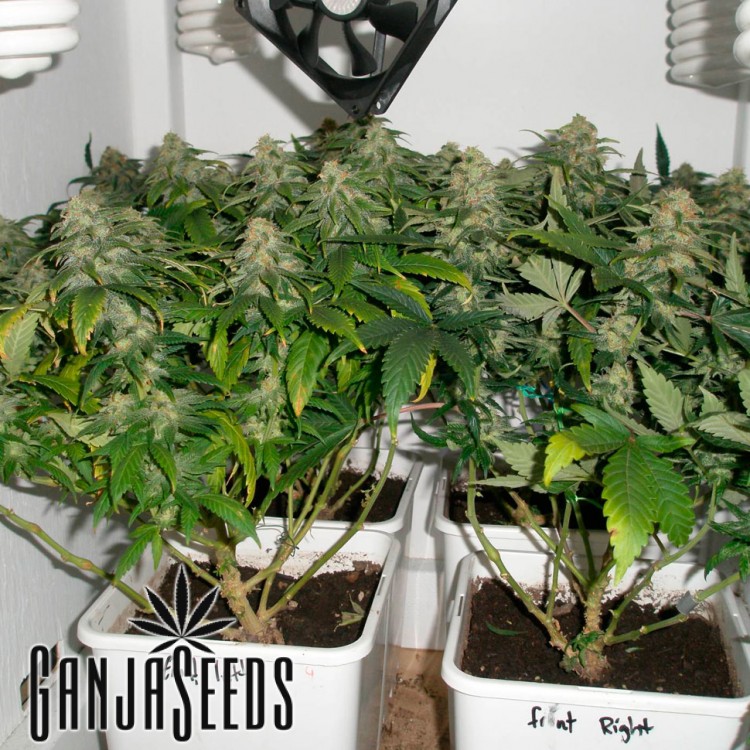 კანაფის კაკლების შეკვეთა საქართველოში Early Skunk
