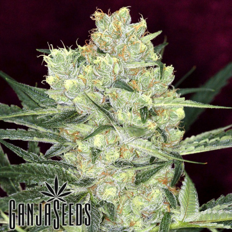 კანაფის კაკლები Hindu Kush Hindu Kush