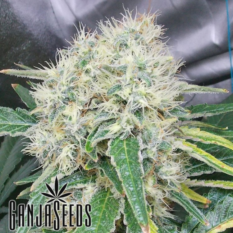 კანაფის კაკლები Hashberry Hashberry
