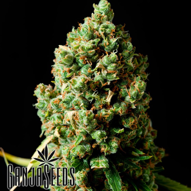 კანაფის კაკლები Auto Critical Kush Auto Critical Kush