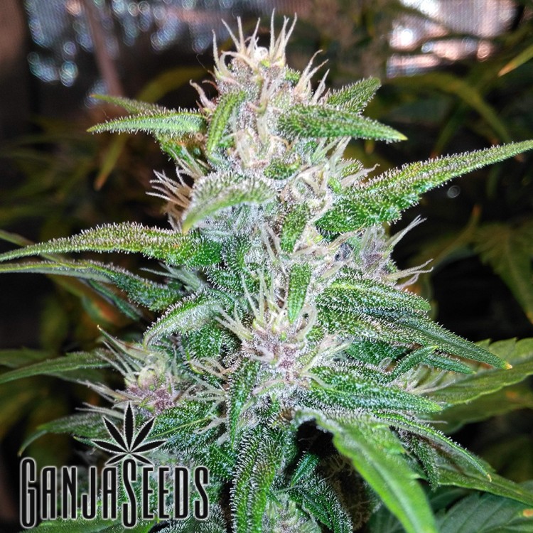 მარიხუანას კაკლები Auto Red Poison - ს ყიდვა Auto Red Poison