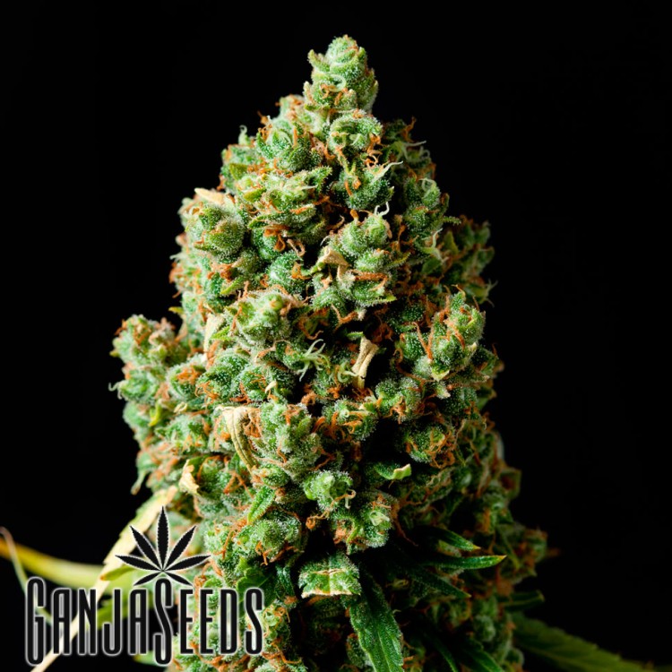 კანაფის კაკლები Critical Kush Critical Kush
