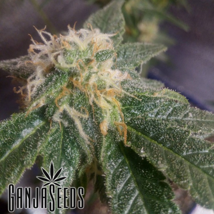 კანაფის კაკლები Purple Kush Purple Kush