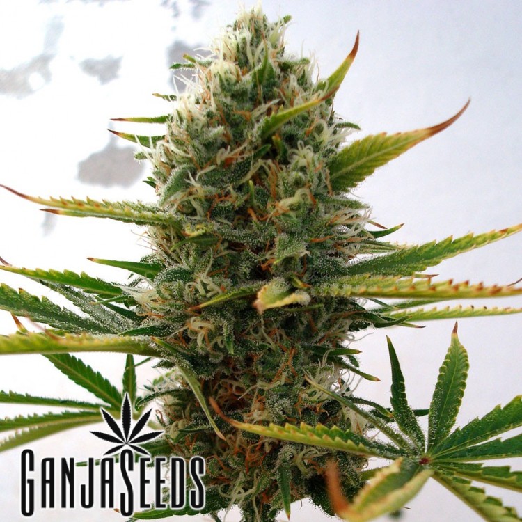 კანაფის კაკლების შეკვეთა საქართველოში Super Skunk