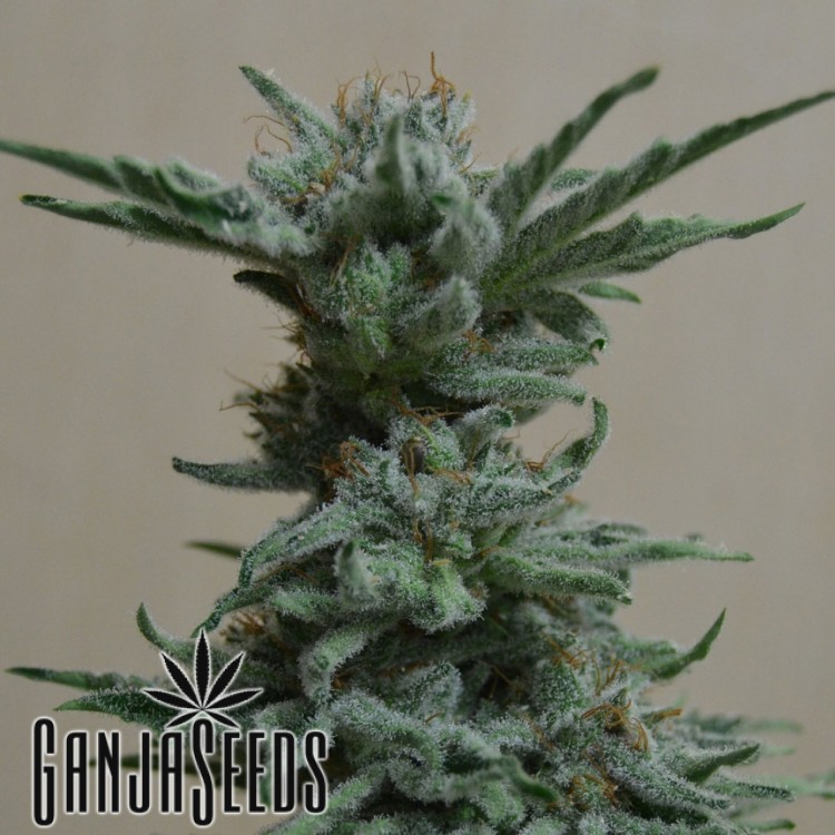 კანაფის კაკლები White Skunk #1 White Skunk #1
