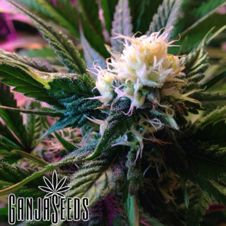 კანაფის კაკლები White Widow-ს ყიდვა White Widow