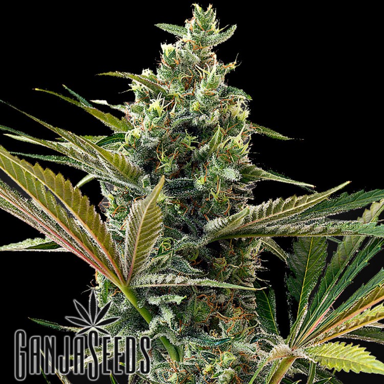 კანაფის კაკლები Auto Super Lemon Haze CBD Auto Super Lemon Haze CBD