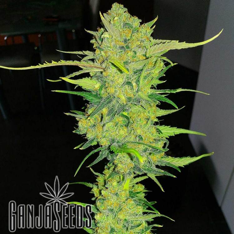 კანაფის კაკლები Auto Super Lemon Haze -ს შეკვეთა მიწოდებით Auto Super Lemon Haze