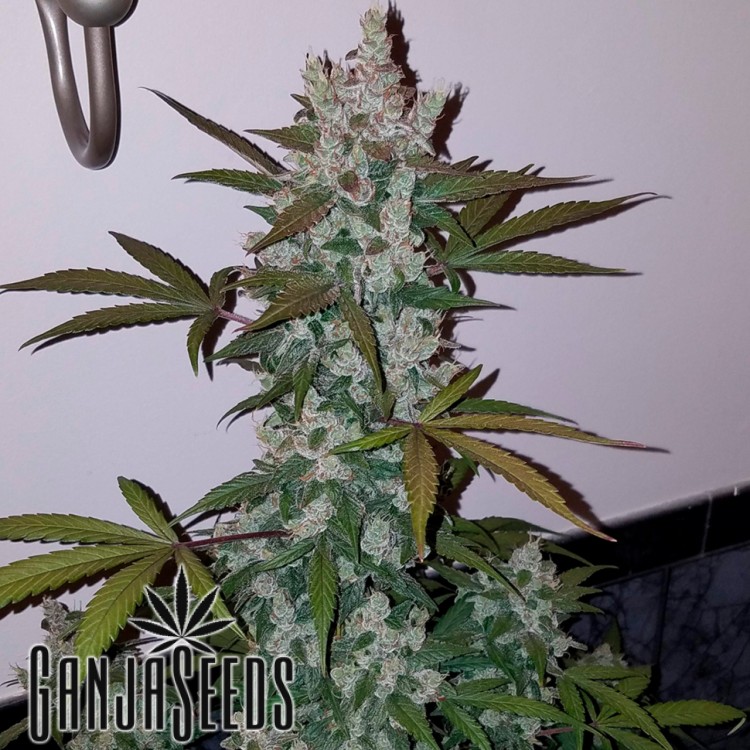 Girl Scout Cookies Girl Scout Cookies