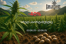Outdoor-ის პიკი - უპრეცედენტო ფასდაკლება GanjaSeeds-ზე!